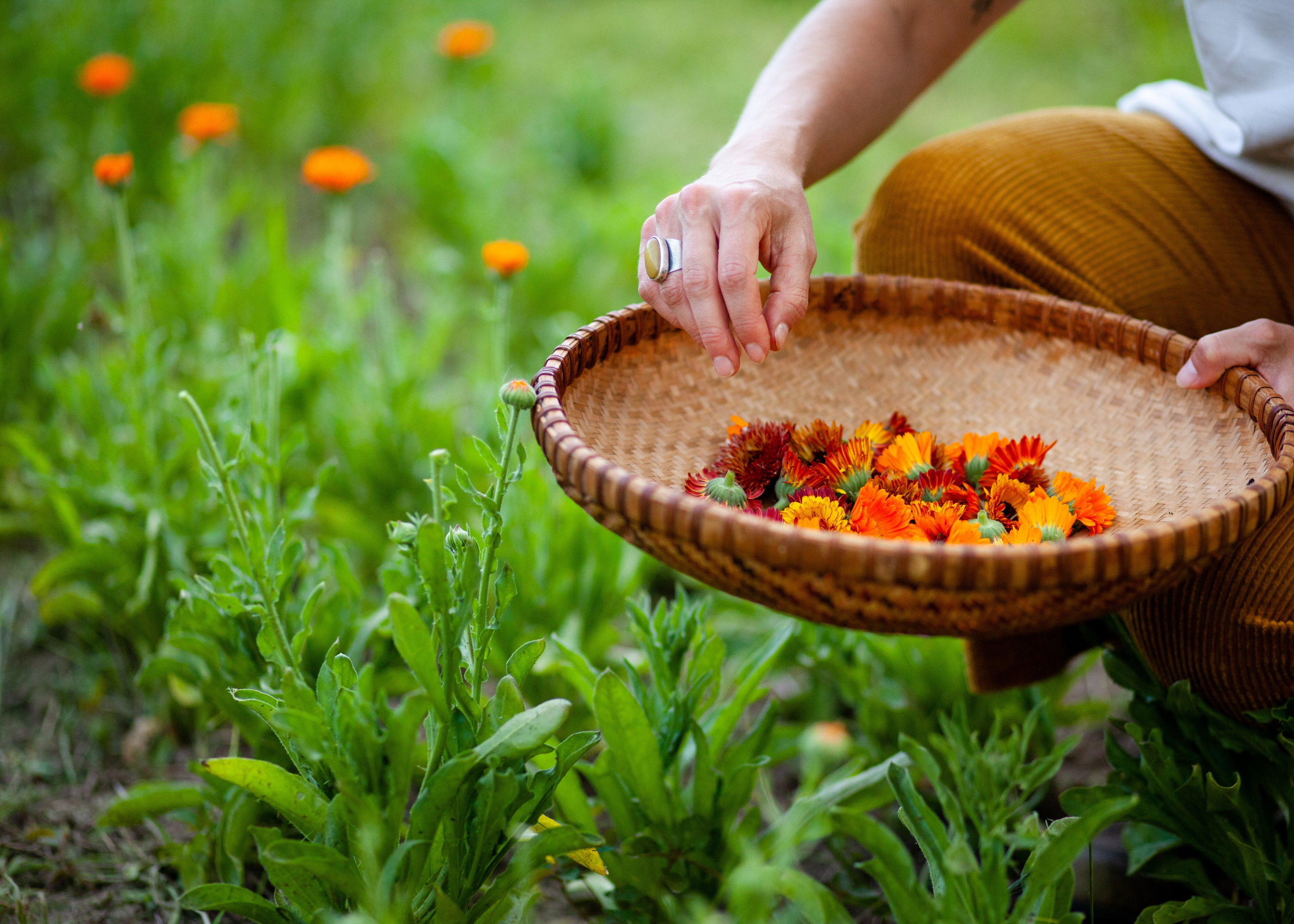 All About Calendula: Growing Abundance at GFF