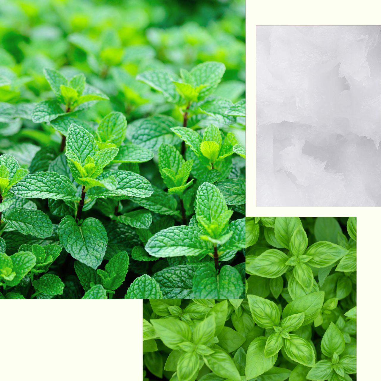 Basil_Lip_Balm.jpg