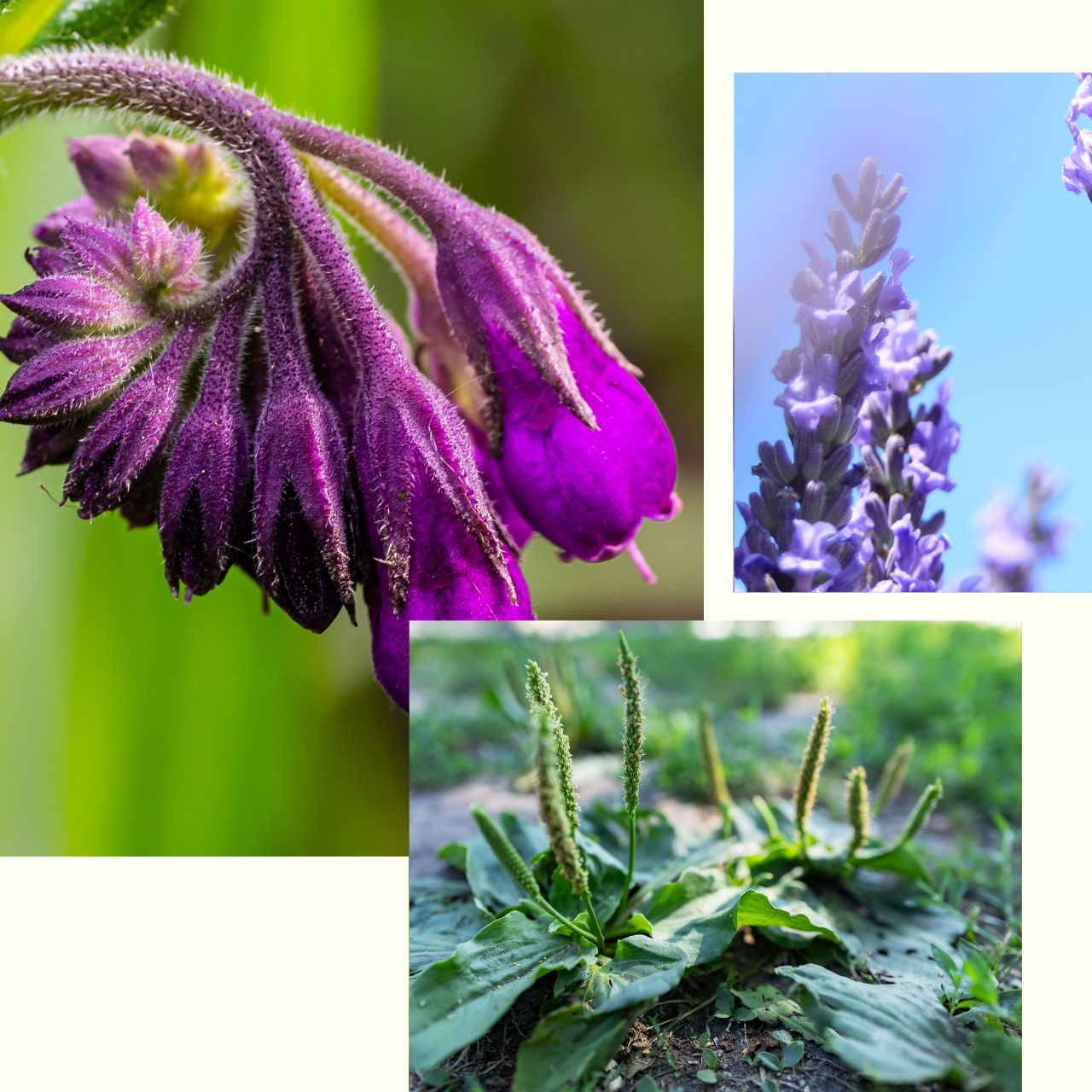 Garden_Salve.jpg