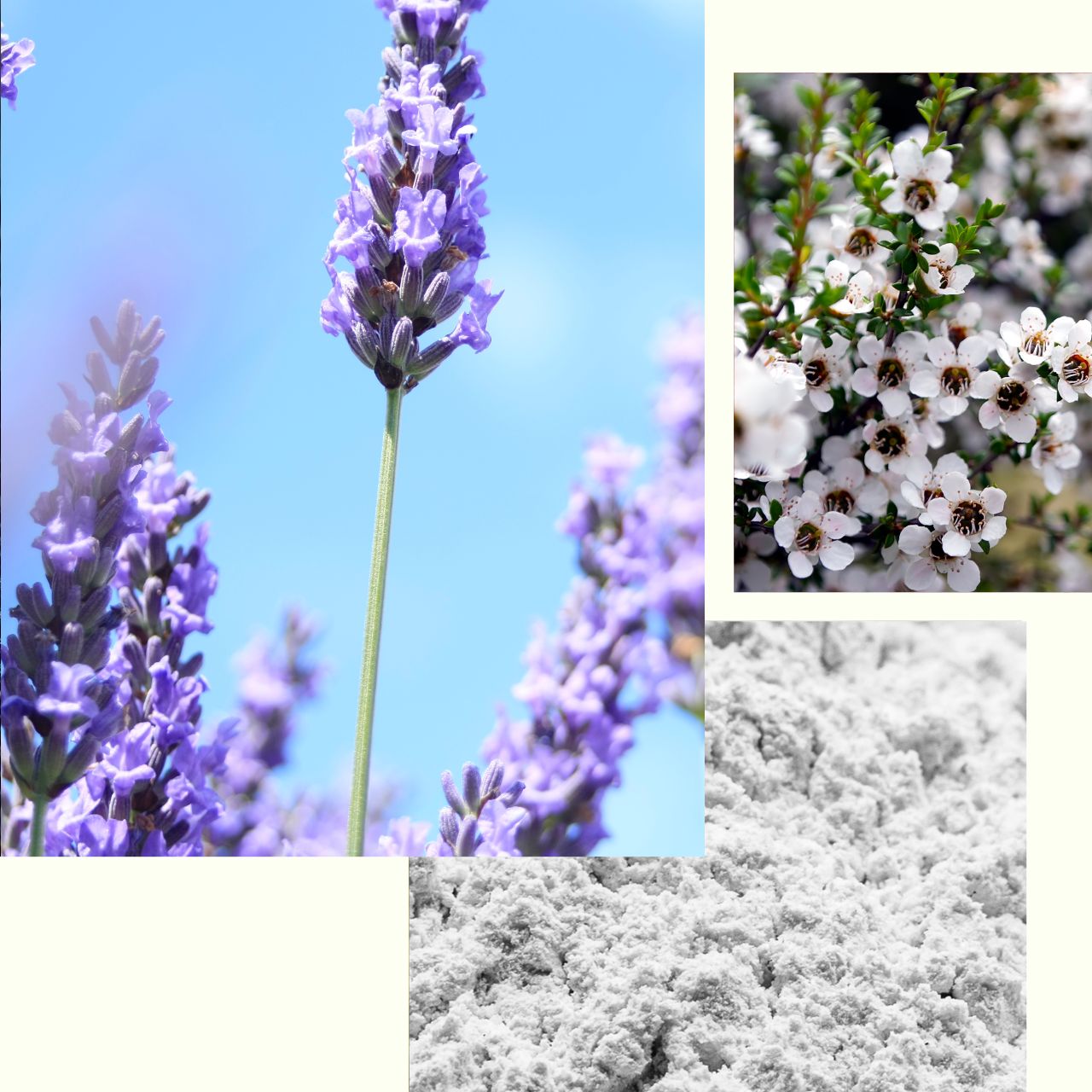 Lavender_Deo.jpg