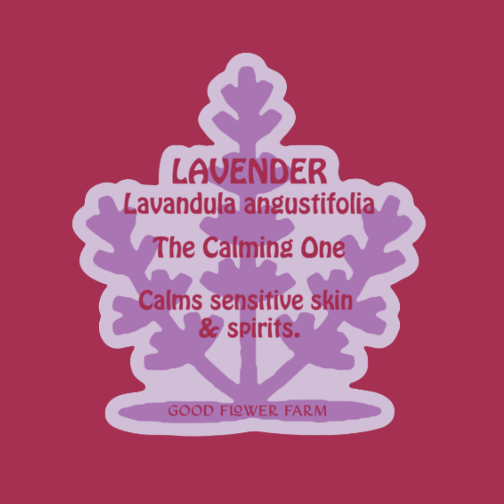 A purple lavender sprig graphic on red says: Lavender, Lavandula angustifolia, The Calming One. Calms sensitive skin & spirits. This is the Lavender Herb Ally Sticker from Good Flower Farm.