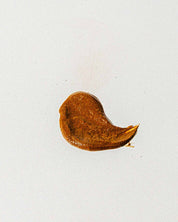 A small, brown, amorphous smear—resembling a bird or blob—sits on a plain white background, evoking the rich texture of Good Flower Farm’s Magic Mushroom Face Mask.