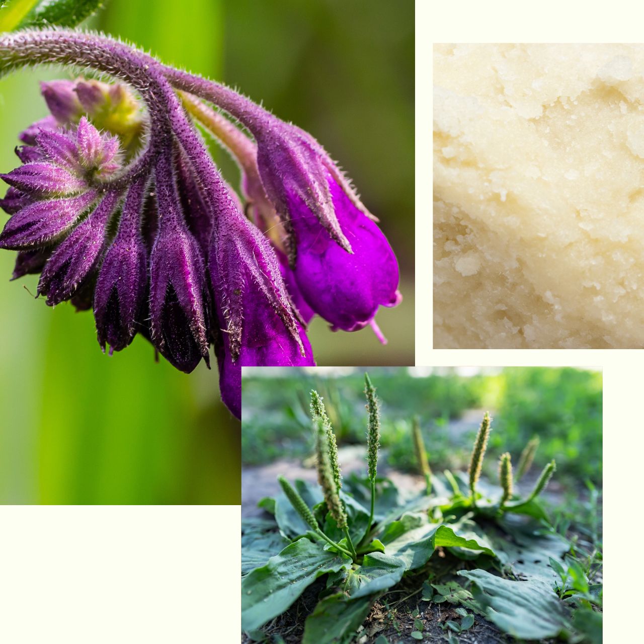 Woodland_Dream_Body_Cream.jpg