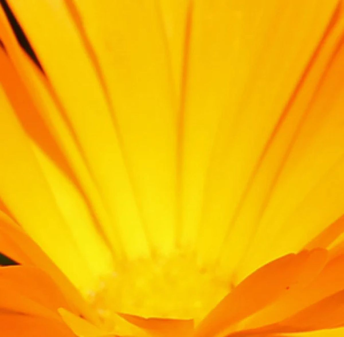 Close-up of a bright yellow flower, showing its vibrant petals radiating outward from the center in a sunburst pattern. The image captures the vivid color and delicate texture of the petals.