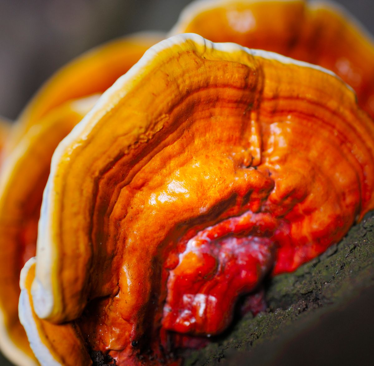 Mushrooms