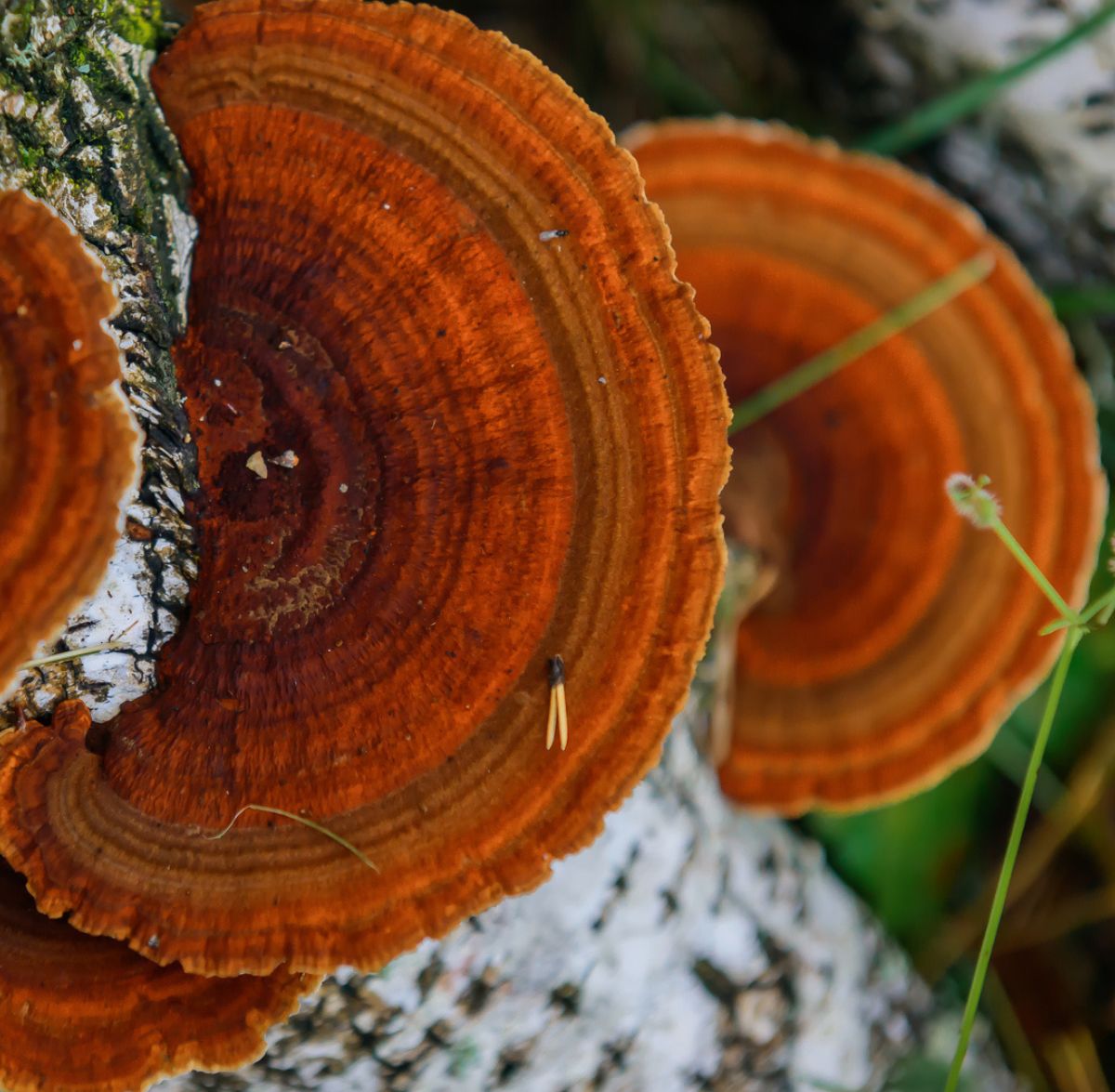 Chaga Mushroom