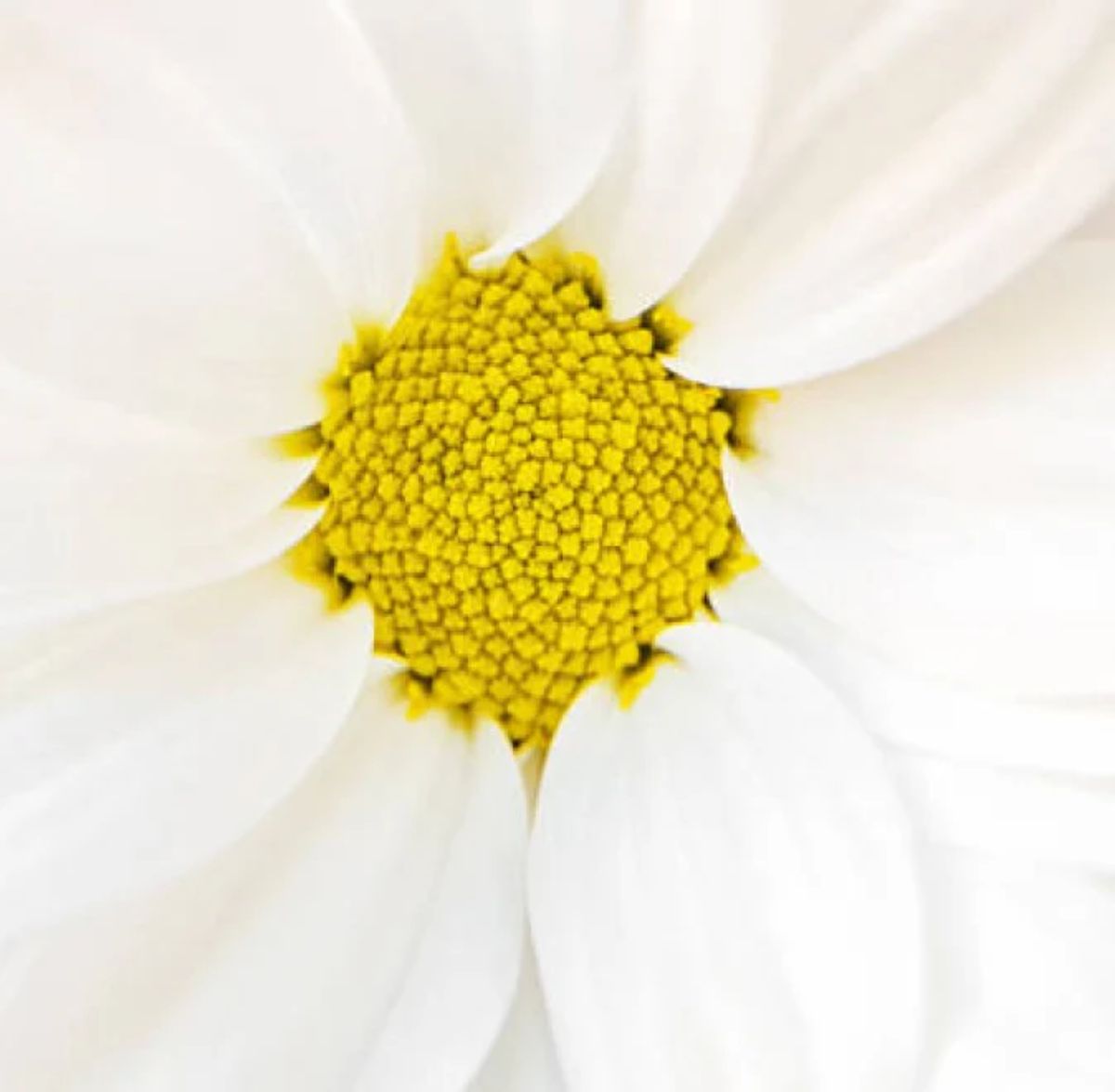 Close-up of a white daisy flower showing its bright yellow center and delicate white petals radiating outward.