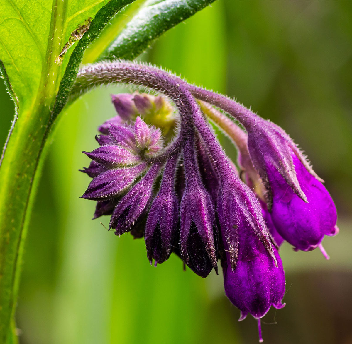 Close-up of two vibrant purple comfrey flowers with fuzzy stems and buds, surrounded by green leaves and a blurred green background.