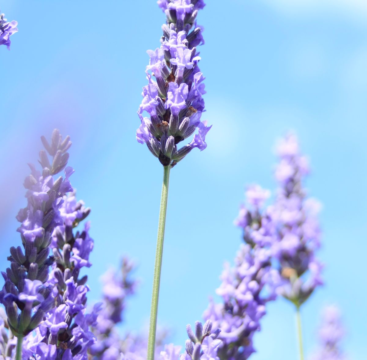 Close-up of vibrant purple lavender flowers blooming under a clear blue sky, with one tall lavender stalk in sharp focus in the foreground.