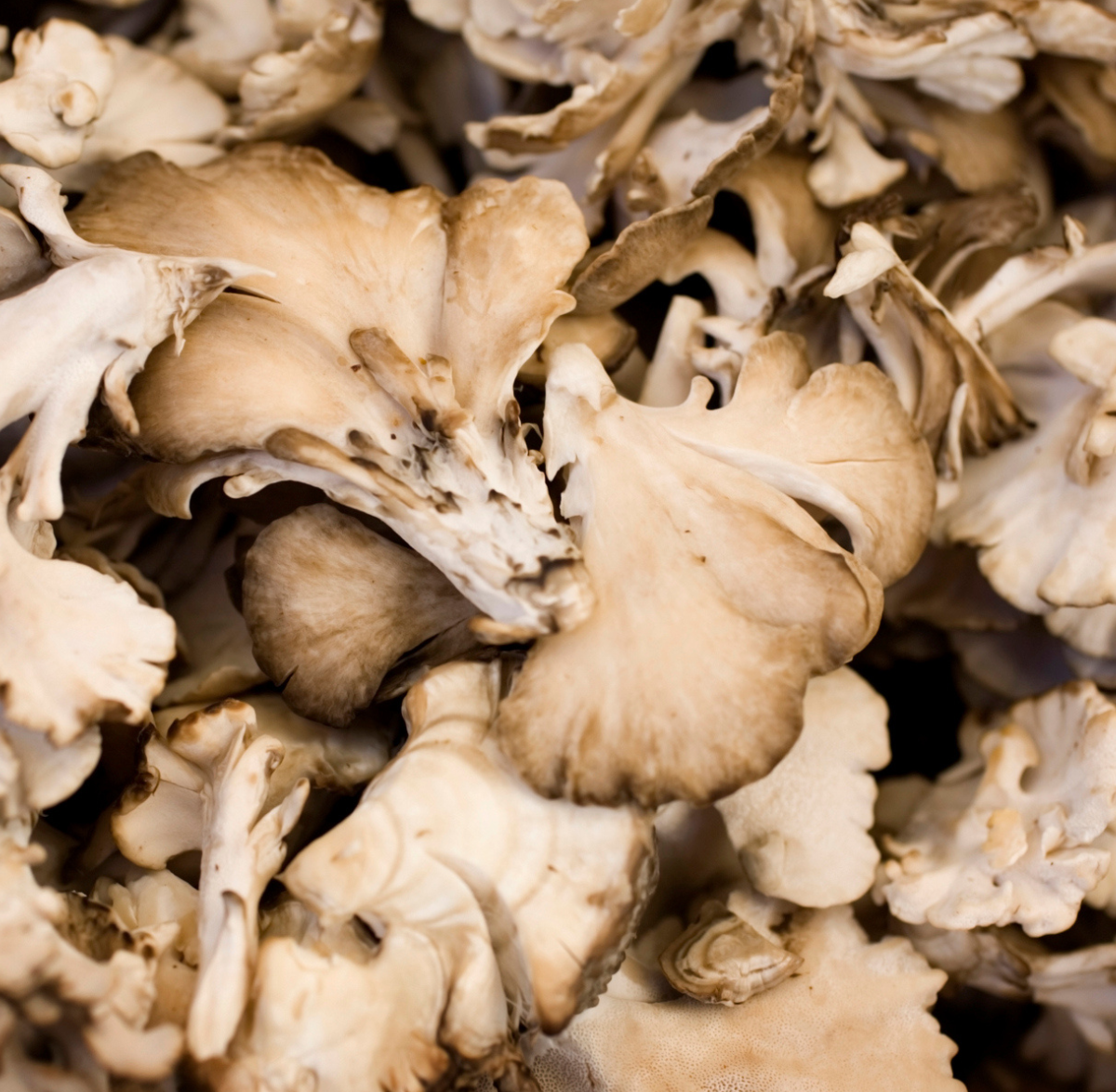 Maitake Mushroom