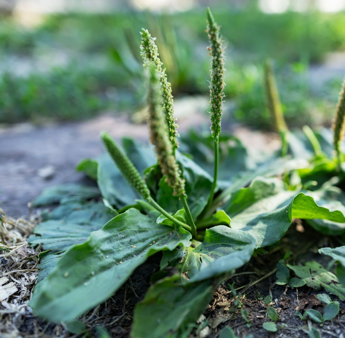 A close-up of a broadleaf plantain plant growing outdoors, showing large, green, oval leaves and several tall flower spikes, with a blurred grassy background.