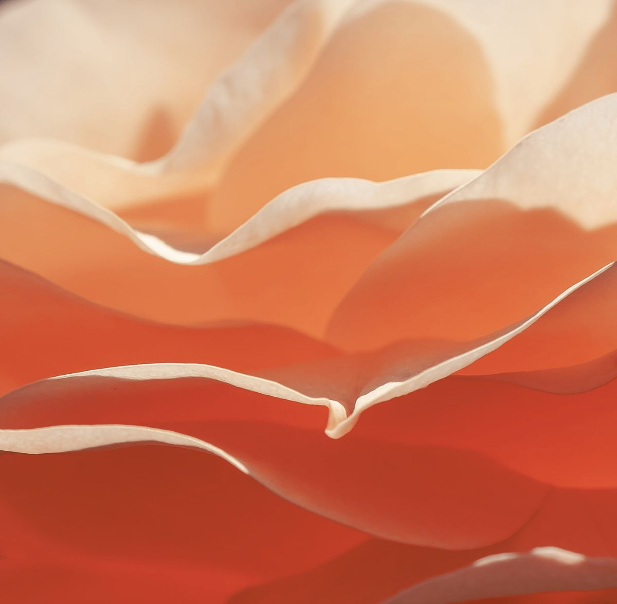 Close-up of delicate, peach-colored flower petals layered softly, with warm sunlight creating gentle shadows and a smooth, flowing texture.