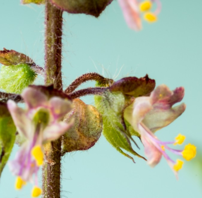 Holy Basil