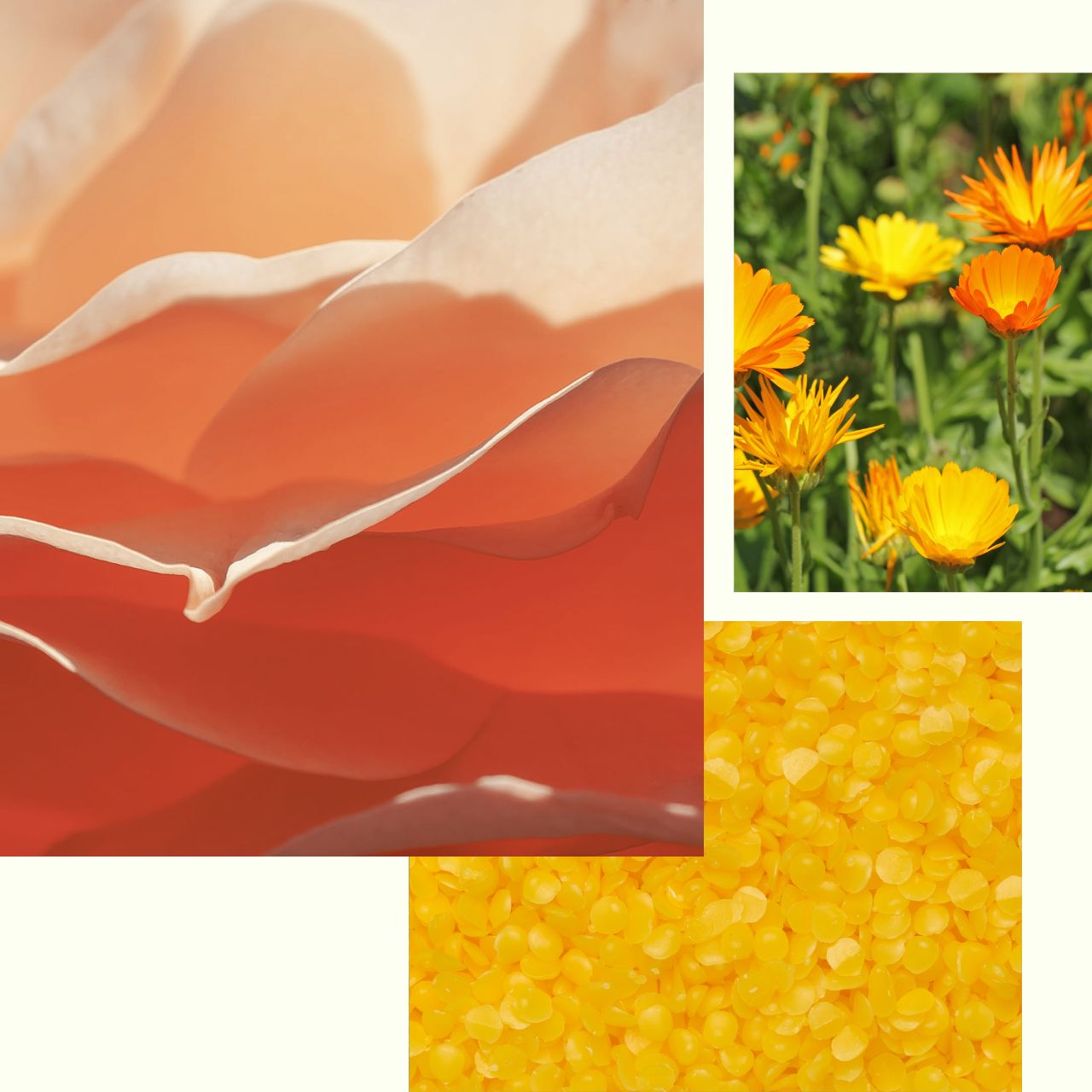Calendula_Rose_Salve_8966ce7a-cc87-45e7-ab70-1def2203b176.jpg