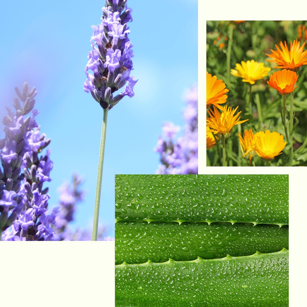 Lavender_Face_Cream.jpg