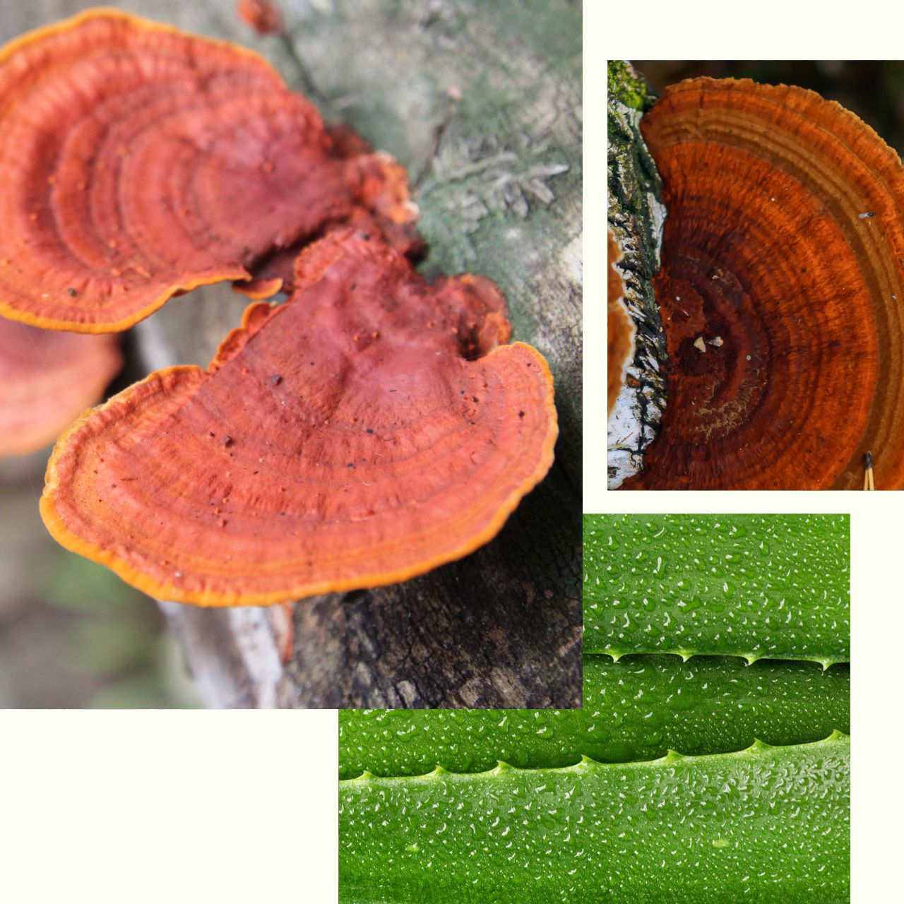 Magic_Mushroom_Facial_Toner.jpg