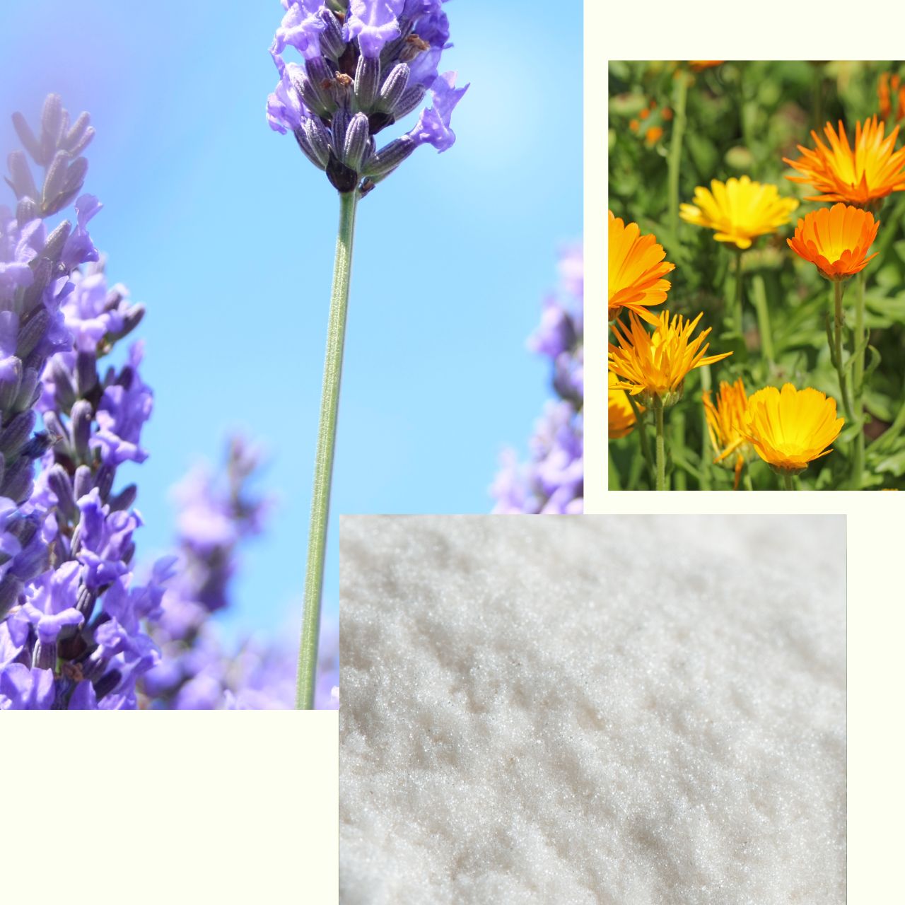 Petal_Powder.jpg