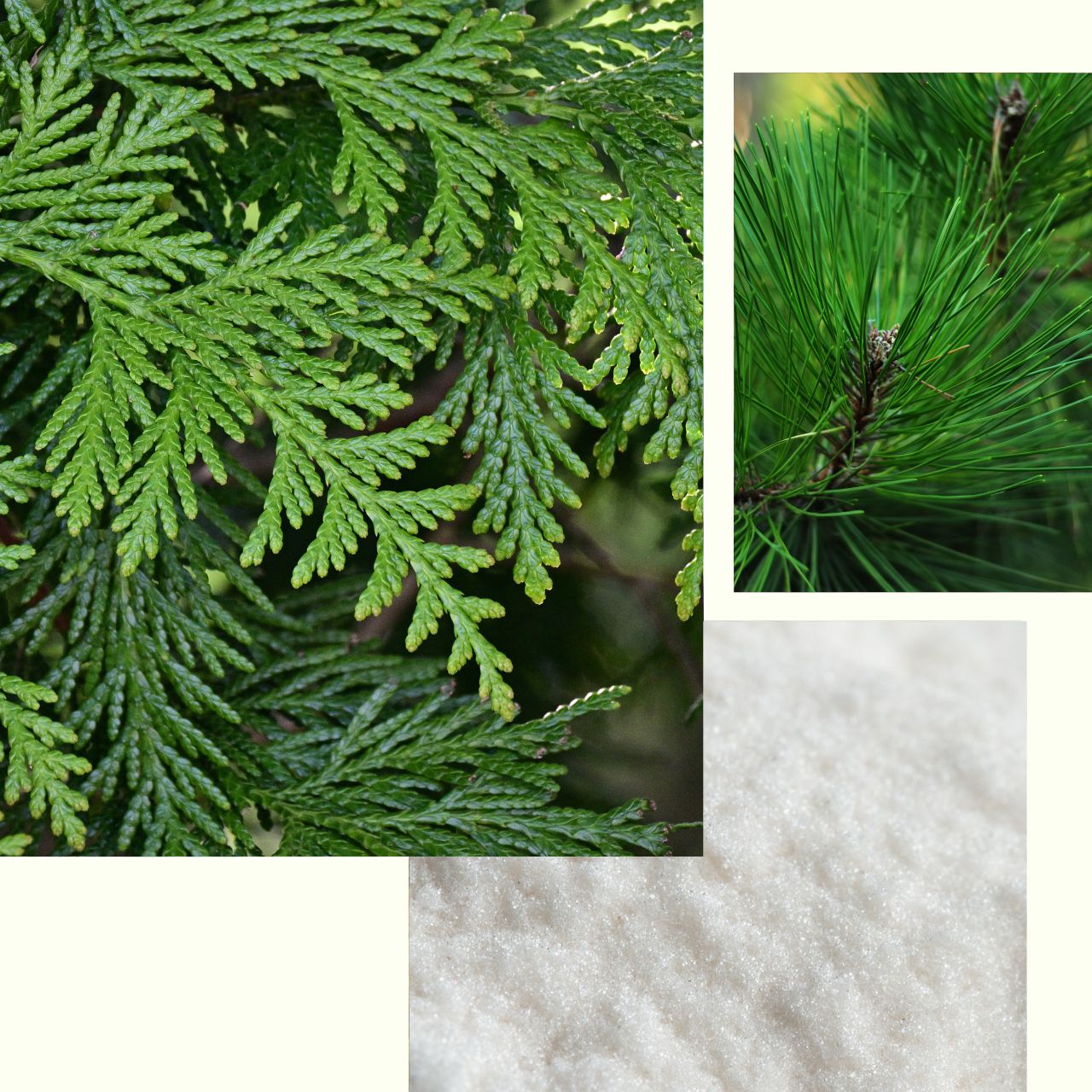 Pine_Cedarwood_Deo.jpg