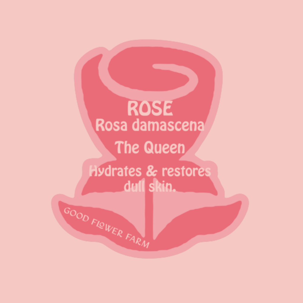 Stylized illustration of a rose with text: “Rose Herb Ally Sticker Rosa damascena hydrates and restores dull skin.” At the bottom, in curved font: “Good Flower Farm.” The design features elegant pink shades.